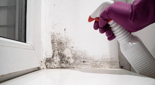 Best Mold removal after water damage  in Redmond, WA